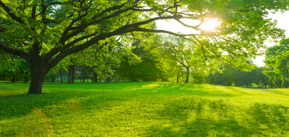 optimal sunlight for thriving lawns