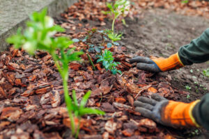 A-gardener-mulching-around-plants