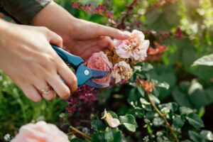 A person deadheading flowers in a garden