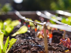 Drip Irrigation - Eco friendly method to water plants