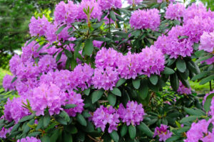 rhododendron native plant in Columbia SC