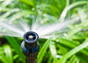 Lawn sprinkler in action