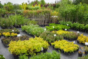 A diverse selection of potted plants and trees neatly arranged in rows at a garden nursery.