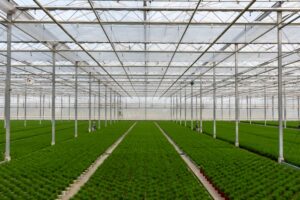 Vast greenhouse interior showing rows of uniform young plants under a translucent ceiling, illustrating modern agricultural practices.