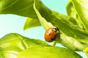 A bright red ladybug with black spots crawls on a lush green leaf against a soft blue background.