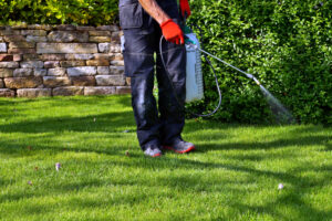 A person wearing protective gear is spraying the lush green lawn with a treatment from a handheld sprayer.