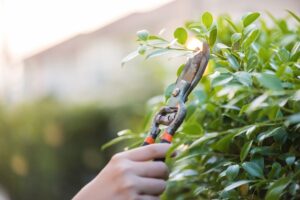 Person pruning a green bush with gardening shears to maintain plant health and encourage growth.