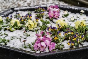 Colorful pansies covered in snow in a flower bed