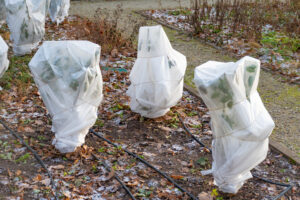 Young trees wrapped in white frost protection fabric standing in a winter garden to shield against cold temperatures.